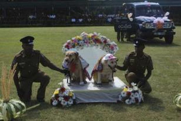 Seremoni pernikahan anjing polisi Sri Lanka