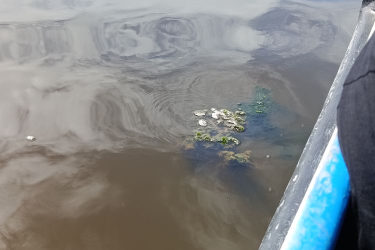 Alga, salah satu faktor yang menghambat pertumbuhan tanaman mangrove di Pulau Serangan, Bali. Foto ini diambil pada Jumat (5/12/2025).