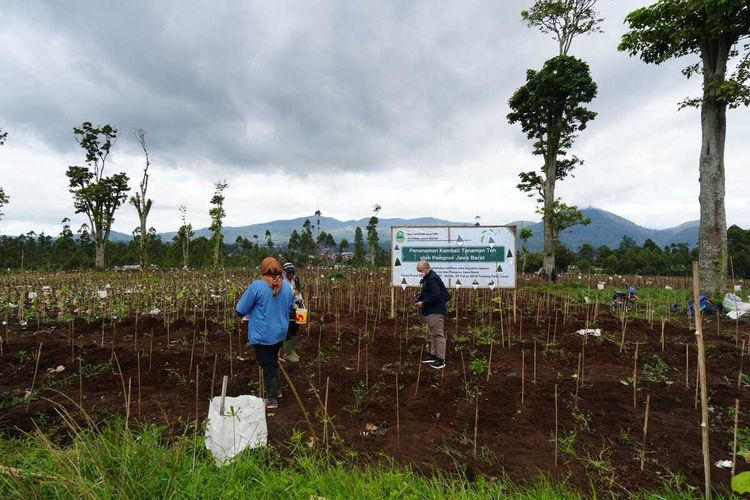 Cegah Bencana, Pemprov Jabar Pulihkan 22 Hektare Kebun Teh di Ciater dan Pangalengan