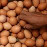 Soal Telur Infertil, Adakah Perbedaan Nilai Gizi dengan Telur Fertil?