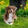 10 Ras Anjing Penjaga yang Penuh Kasih Sayang