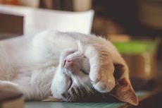 Kenapa Kucing Menutup Wajahnya Saat Tidur? Ini 4 Alasannya