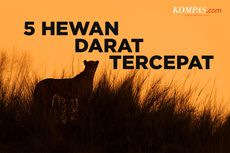 INFOGRAFIK: 5 Hewan Darat Tercepat