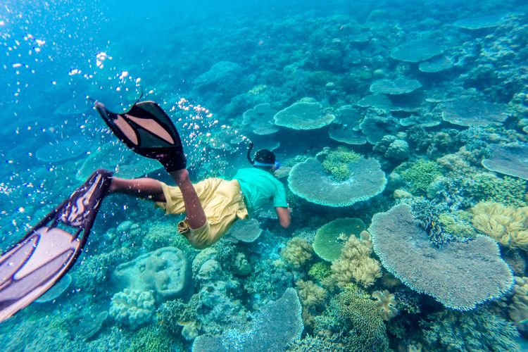 Seorang pemandu selam sedang menyelami bawah laut Wangi-wangi, Wakatobi, Sulawesi Tenggara.