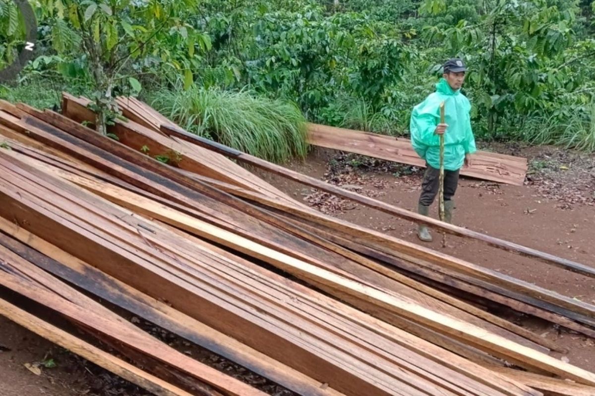 Tumpukan kayu hasil illegal logging ditemukan di hutan lindung Bukit Daun, Bengkulu. (Poto: KPHL Bengkulu)