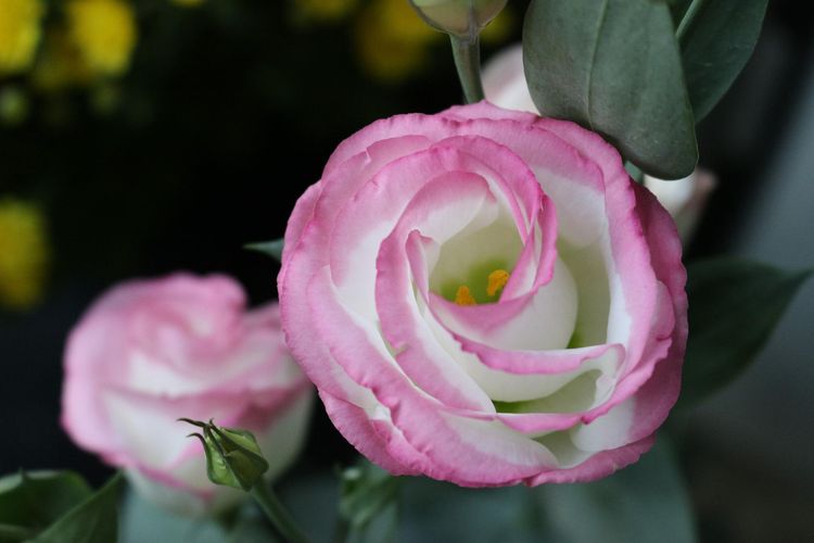 IIustrasi bunga Lisianthus (Eustoma) yang penampilannya mirip bunga mawar. 