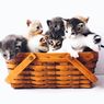 Alasan Induk Kucing Memindahkan Anaknya Menurut Dokter Hewan