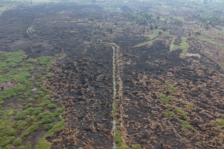 Karhutla di Jambi Nyaris Hanguskan 100 Hektare Kawasan Taman Nasional Berbak Sembilang, Ancaman Ekologi