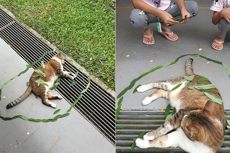 Kucing di Singapura yang dikira mati, ternyata hanya rebahan untuk bermain dengan anak-anak.