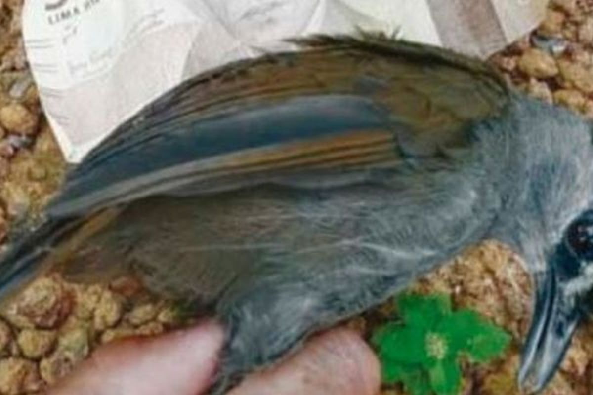 Burung Pelanduk Kalimantan saat difoto pada Oktober 2020
