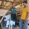 Cerita Anggota TNI Sertu Suryadi Sukses Ternak Kambing Etawa Beromzet Puluhan Juta Rupiah