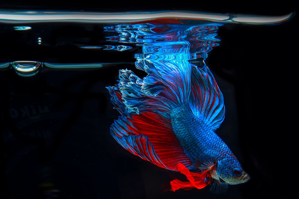 Ilustrasi ikan cupang di akuarium.