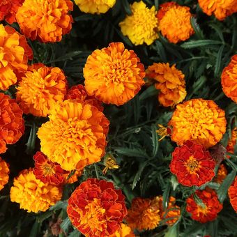 Ilustrasi bunga marigold. 