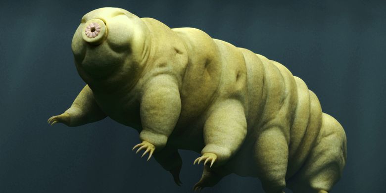 Tardigrade alias beruang air.