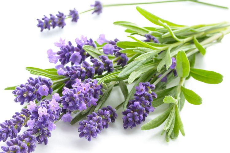 Minyal lavender bisa digunakan membasmi kutu busuk.