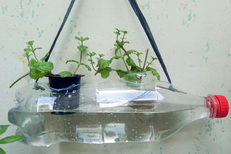 Bagaimanakah cara membuat tanaman hidroponik berikan contohnya