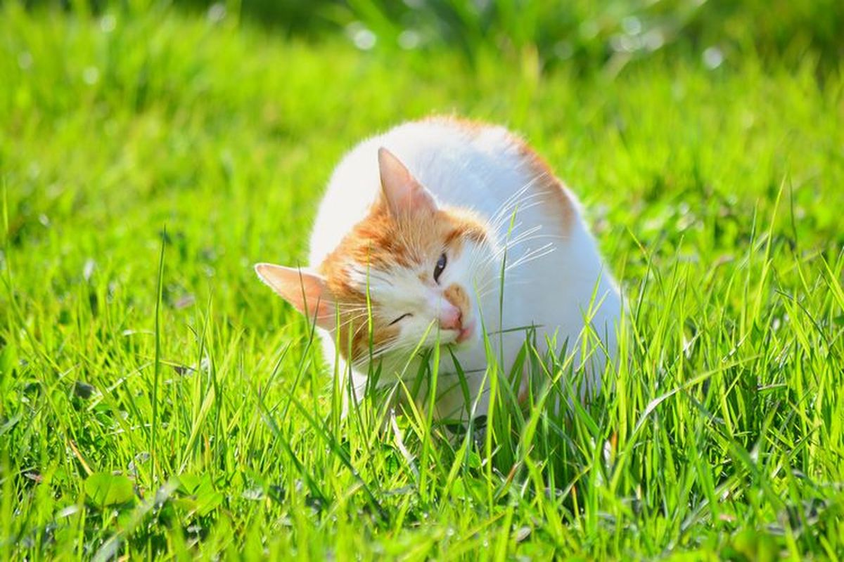 Ilustrasi kucing memakan rumput.