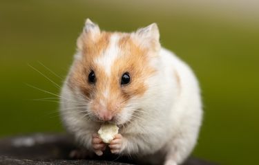 Tak Mau Langsung Kawin, Hamster Betina Harus Mengenal Aroma Jantan ...