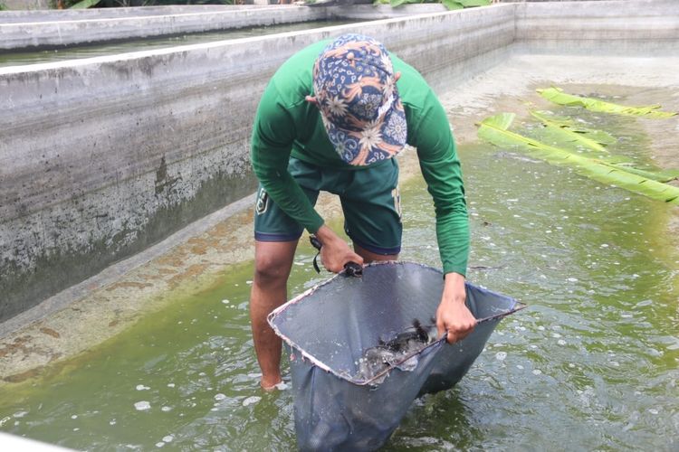 Proses pemananen ikan lele dari program pemberdayaan Budikolbu wujud KolaborAksi LKC Dompet Dhuafa Banten dengan masyarakat Cipocok Jaya, Banten, Rabu (16/2/2022).