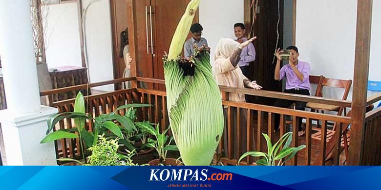 Tanaman Langka Itu Mekar Di Bekasi Halaman All Kompas Com