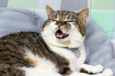 6 Penyebab Kucing Bersin Terus-menerus, Jangan Abai
