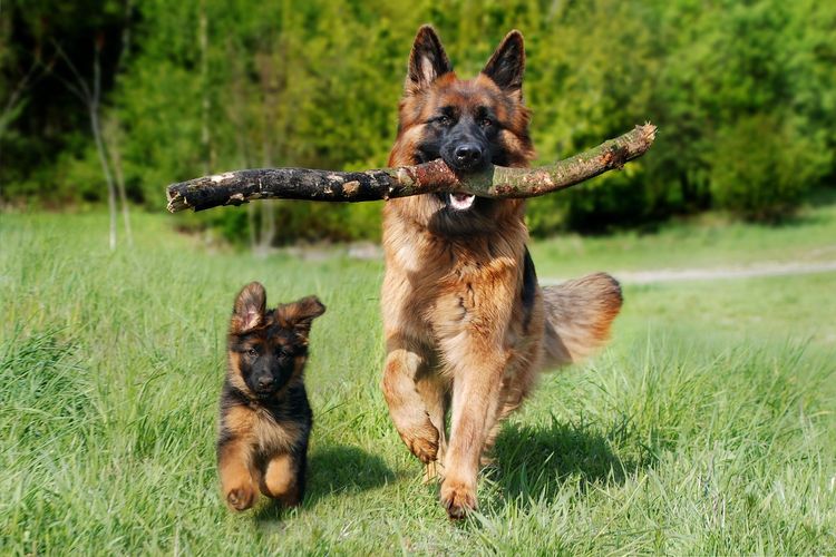Ilustrasi anjing German shepherd 