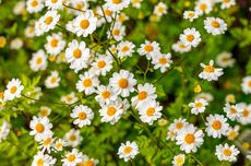 Cara Menanam dan Merawat Bunga Daisy yang Penuh Arti