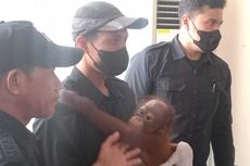 Orangutan Kalimantan yang Diselundupkan ke Surabaya Dikembalikan ke Daerah Asal