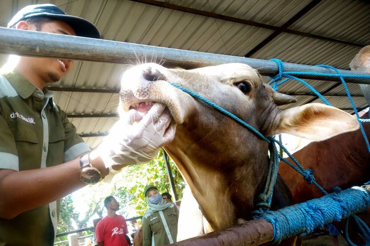 Seorang dokter hewan dari Dinas Peternakan dan Perikanan Kabupaten Blitar memeriksa seekor sapi yang diperdagangkan di Pasar Hewan Terpadu Wlingi, Selasa (20/6/2023)