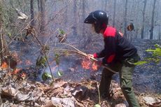 Hutan Jati Lindung di Malang Terbakar, Asapnya Ganggu Pengguna Jalan