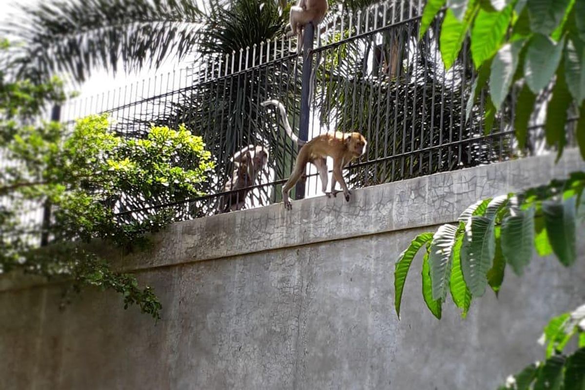 Kawanan monyet liar menyatroni rumah warga di Perumahan IPTN, Harjamukti, Cimanggis, Kota Depok, Jawa Barat.