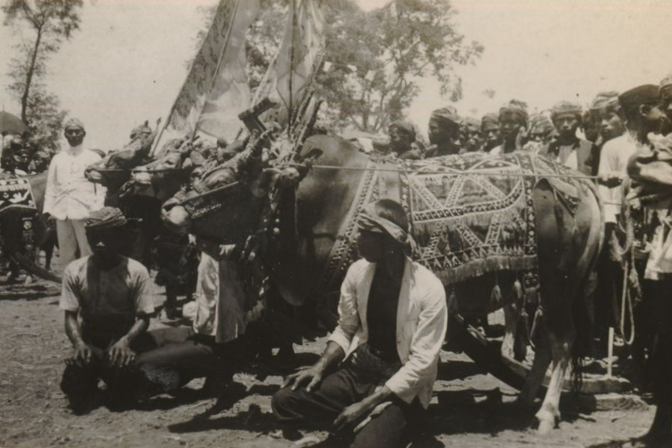 Karapan sapi di Jawa Timur tahun 1936