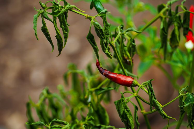 Ilustrasi tanaman cabai yang terkena penyakit layu fusarium.