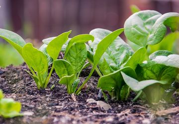 Petani Lebak Sulap Sawah Kering Jadi Ladang Sayur, Omzet Rp 15 Juta Per Bulan