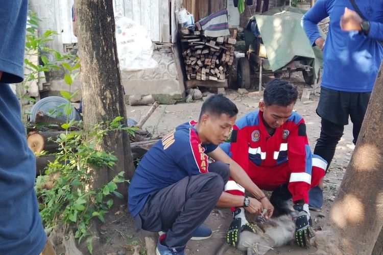Dipelihara Setahun, Monyet Abu-Abu di Situbondo Beringas Ancam Keselamatan Pemiliknya