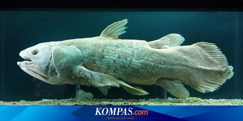 780+ Sebutkan Contoh Ikan Air Laut Terbaik