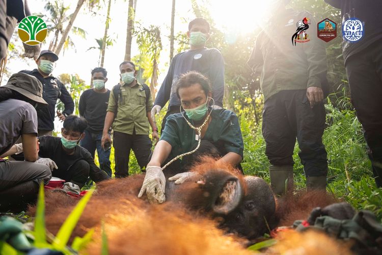 Orangutan yang Masuk Kebun Kelapa Warga Kayong Utara Ditranslokasi ke Gunung Palung