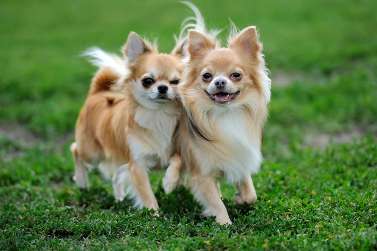 Ilustrasi anjing Chihuahua berambut panjang.