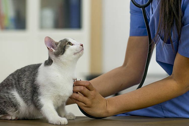10 Penyebab Batuk pada Kucing dan Cara Mengobatinya