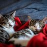 Gemar Tidur, Kucing Juga Bisa Bermimpi?