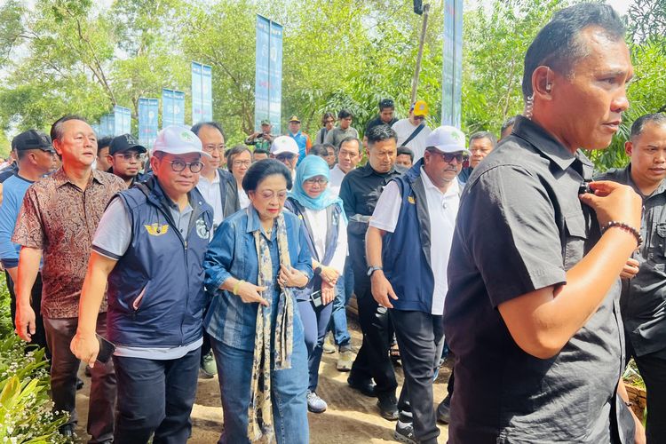 Megawati dan Pramono-Rano Tanam 7.500 Mangrove Bersama Alumni SMA Boedoet