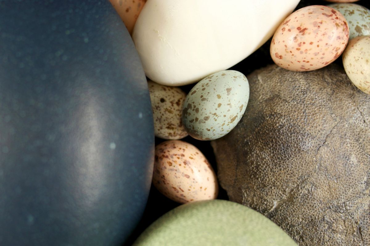 Warna-warna pada telur modern merupakan hasil dari evolusi jutaan tahun lalu