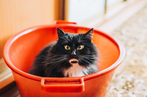 Hati-hati, Kucing Jantan Rentan Terkena Sumbatan Saluran Kencing