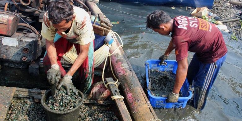 Nelayan membersihkan kerang hijau yang diambil dari Teluk Jakarta.