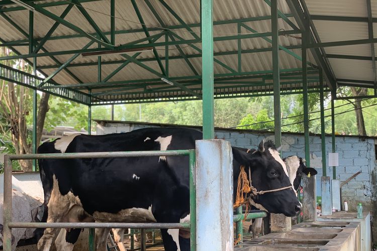 Sedikitnya, ada empat ekor sapi perah di Agroeduwisata Ragunan. Sapi-sapi ini tengah melalui proses inseminasi buatan untuk meningkatkan populasinya. Pengunjung dapat mencoba pengalaman memerah susu sapi pada pagi maupun sore hari.