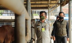 Kementan Siapkan 1,7 Juta Ekor Hewan Kurban, Mentan: Harga Terkendali