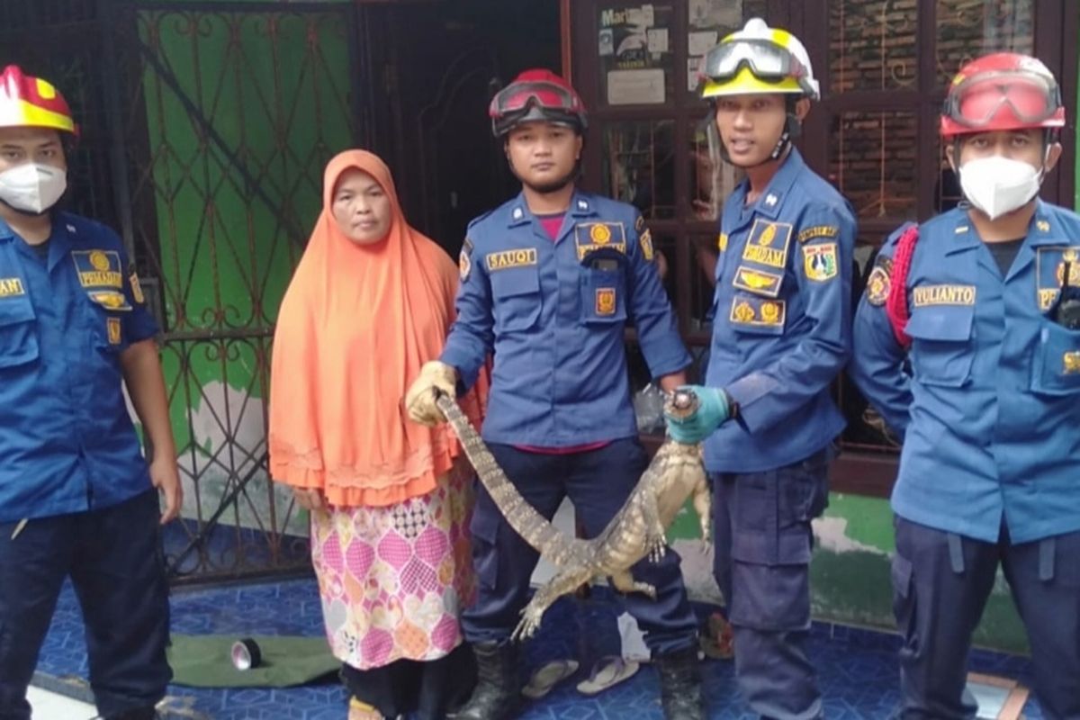 Personel Pemadam Kebakaran dan Penyelamatan (Gulkarmat) Jakarta Selatan menangkap seekor biawak di rumah warga di Jalan Margasatwa, gang Melati, Jagakarsa, Sabtu (12/3/2022) sore.