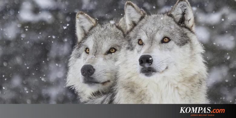 Anjing dan Serigala, Mana yang Lebih Pandai Bekerja Sama?