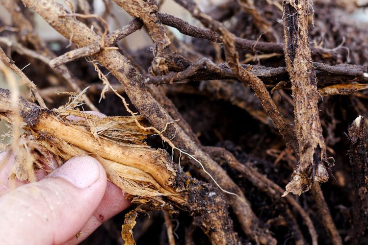 Ilustrasi penyakit busuk akar atau root rot pada tanaman. 