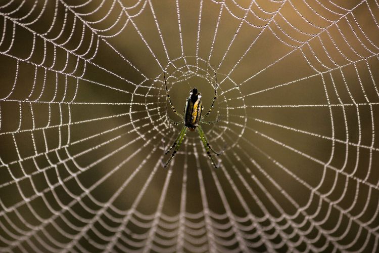 Tips Mencegah Laba-laba Bersarang di Rumah Anda